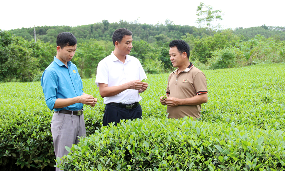 Improving value of Yen The tea plant
